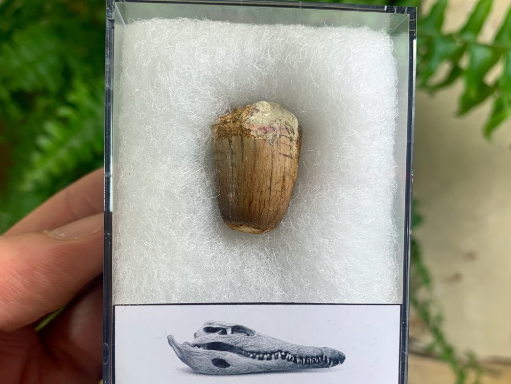 Crocodile Tooth (Kem Kem, Morocco) #03