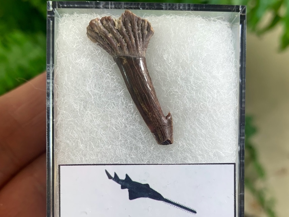 Onchopristis Fish Tooth (Kem Kem, Morocco) #01