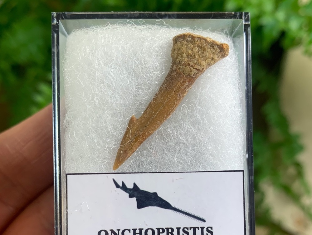 Onchopristis Fish Tooth (Kem Kem, Morocco) #03