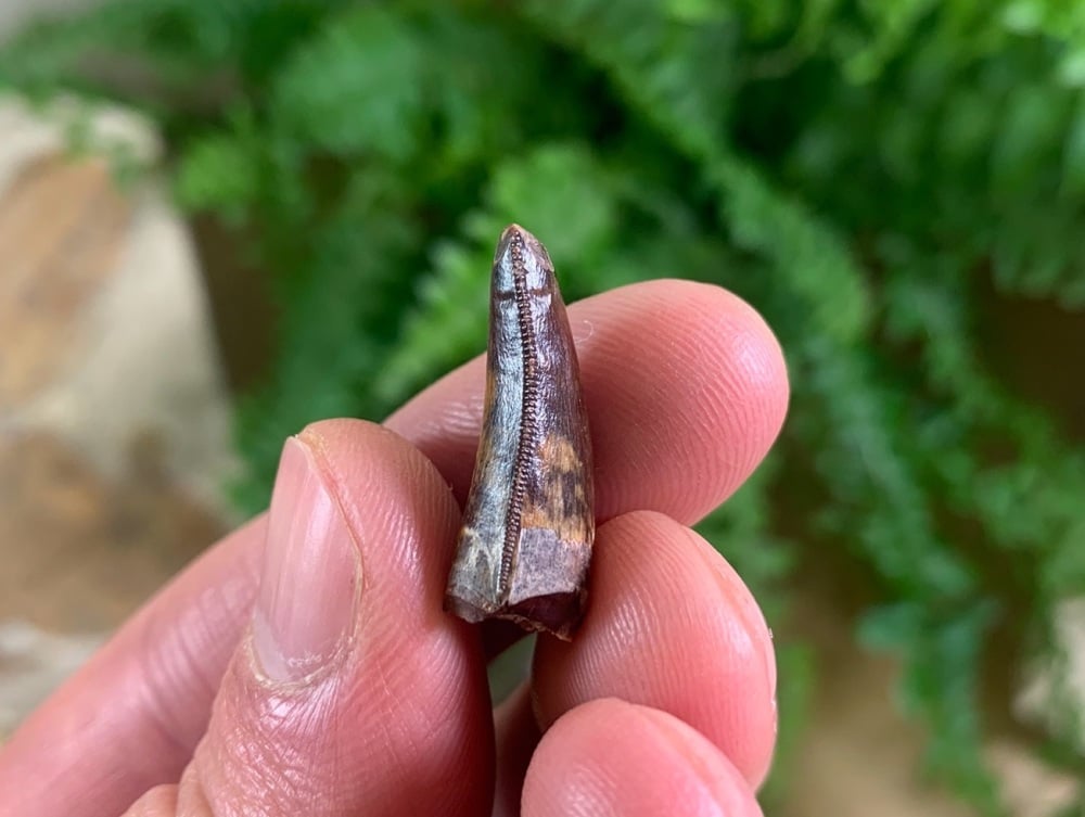 Carcharodontosaurus Tooth - 0.88 inch #CT65