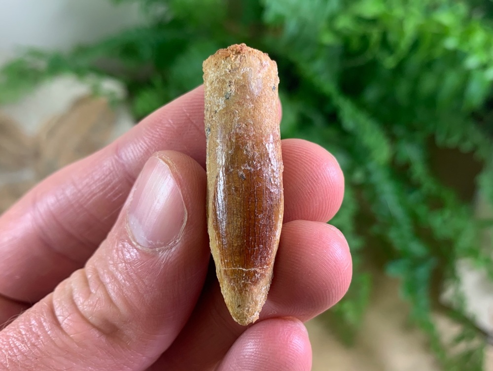 Titanosaurid Sauropod Tooth, Kem Kem #02
