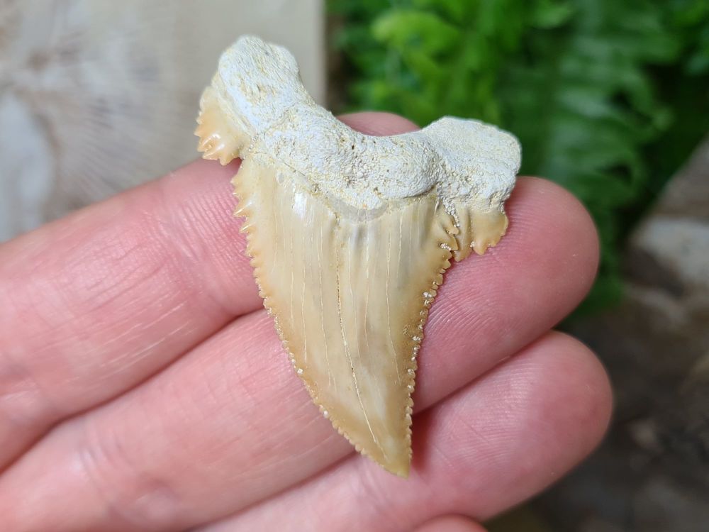 Palaeocarcharodon orientalis Shark Tooth (1.77 inch) #01