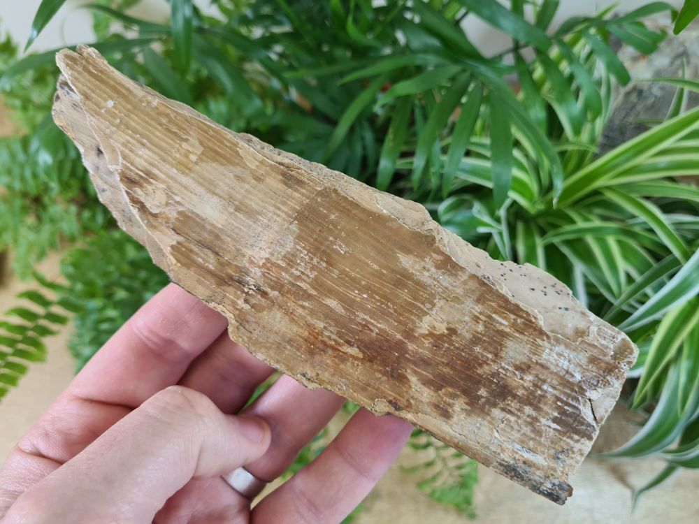 Woolly Mammoth Tusk (6.69 inches) #25