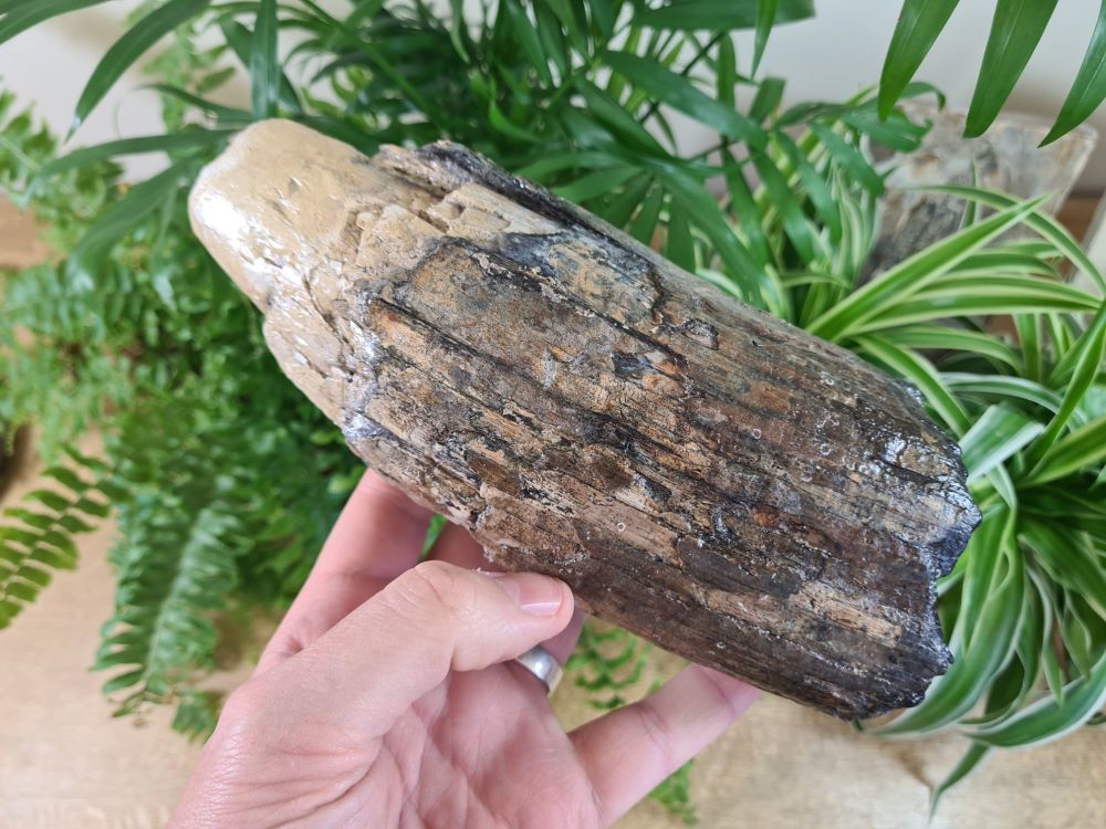 Woolly Mammoth Tusk (8.26 inches) #28