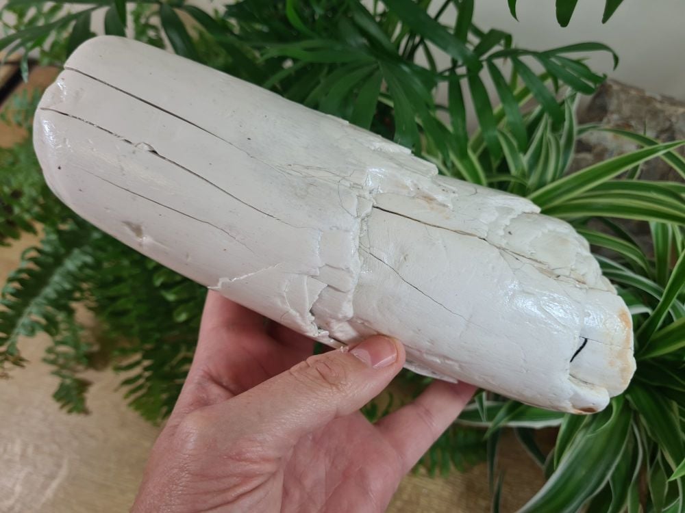 Woolly Mammoth Tusk (9.44 inches) #30