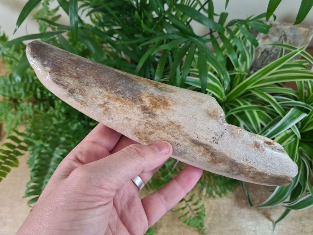 Woolly Mammoth Tusk (9.64 inches) #35