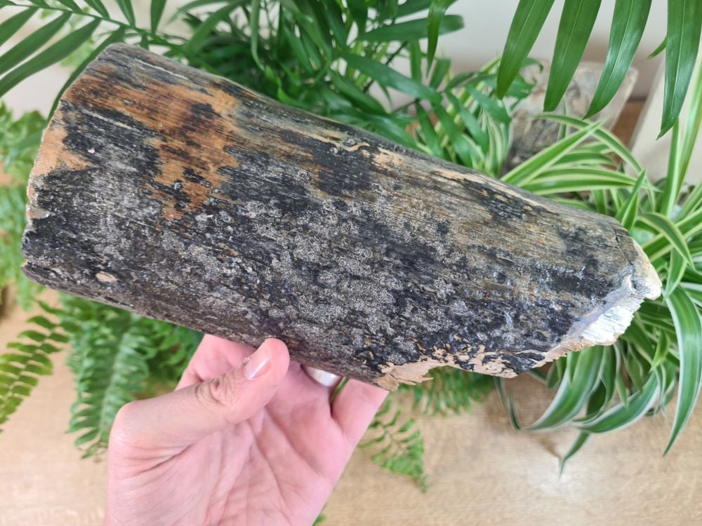 Woolly Mammoth Tusk (8.66 inches) #38