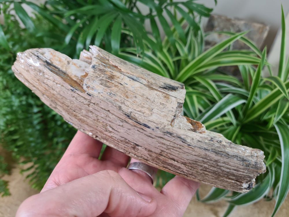 Woolly Mammoth Tusk (7.87 inches) #34