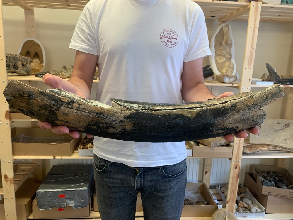 Large Woolly Mammoth Tusk (1.77ft)