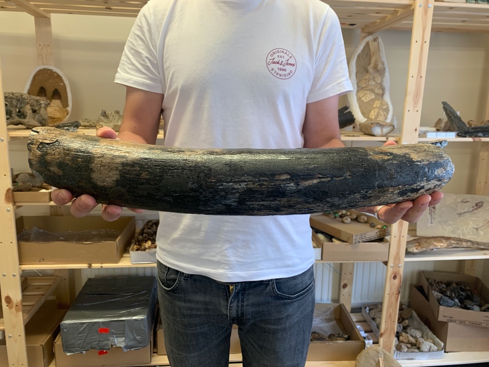 Large Woolly Mammoth Tusk (1.77ft)