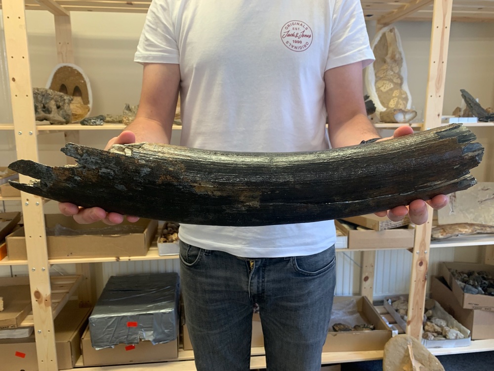Large Woolly Mammoth Tusk (1.74ft)