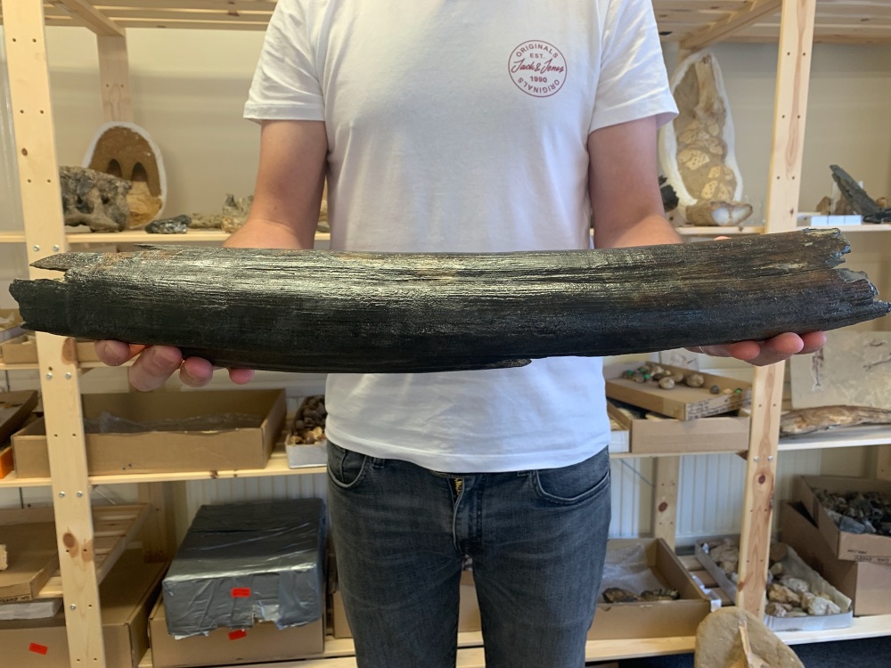 Large Woolly Mammoth Tusk (1.74ft)