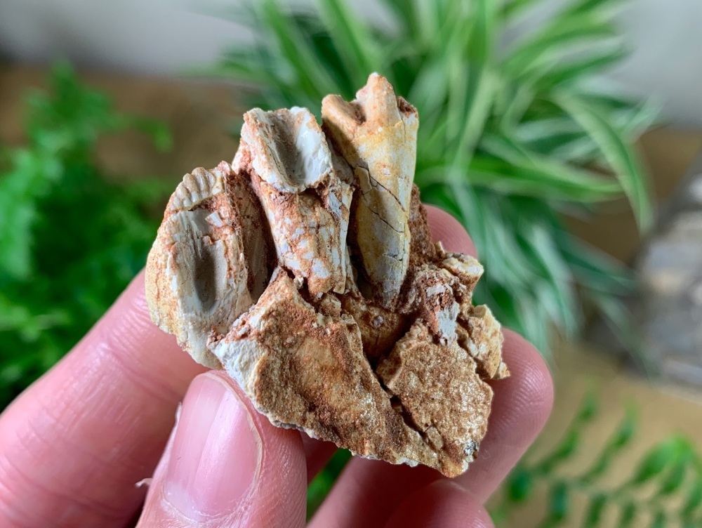 Protoceratops Jaw with Teeth