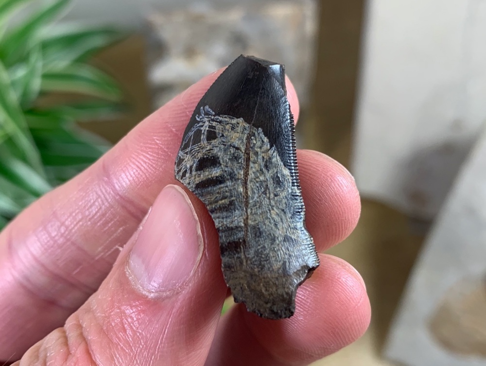 Partial Tyrannosaurus rex Tooth (1.56 inch) #13