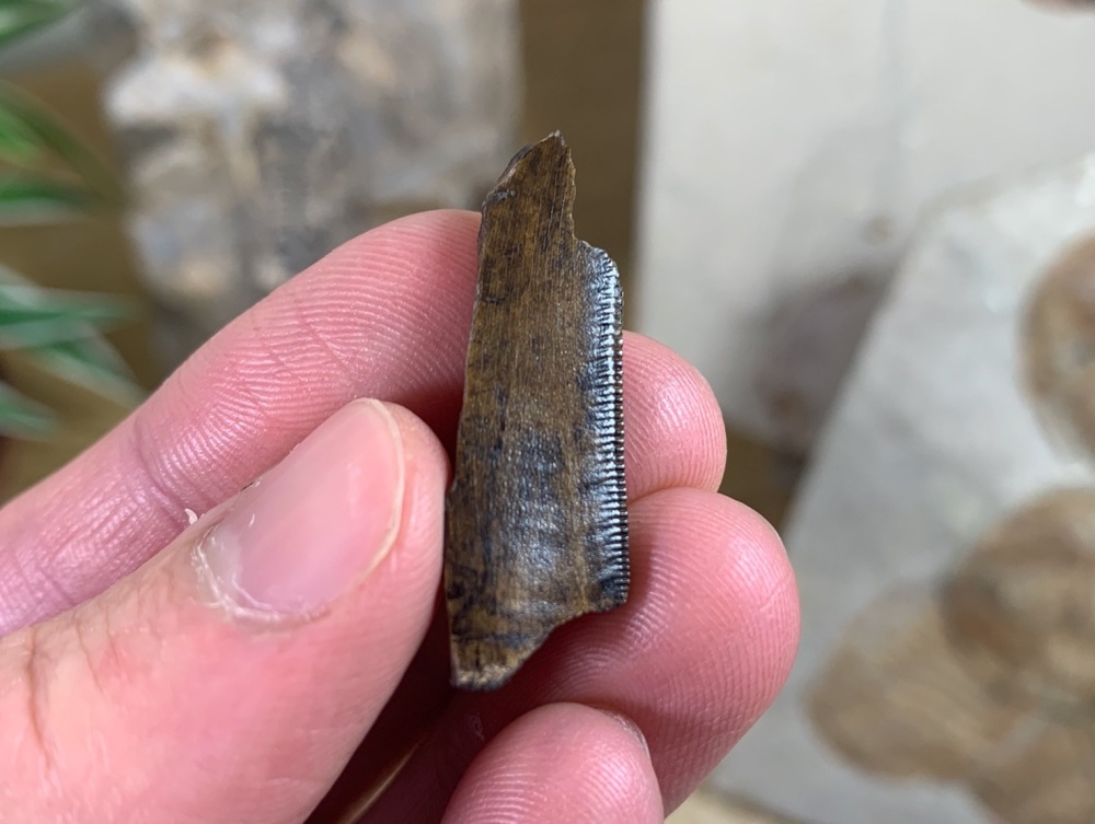 Tyrannosaurus rex Tooth Chunk (1.31 inch) #06