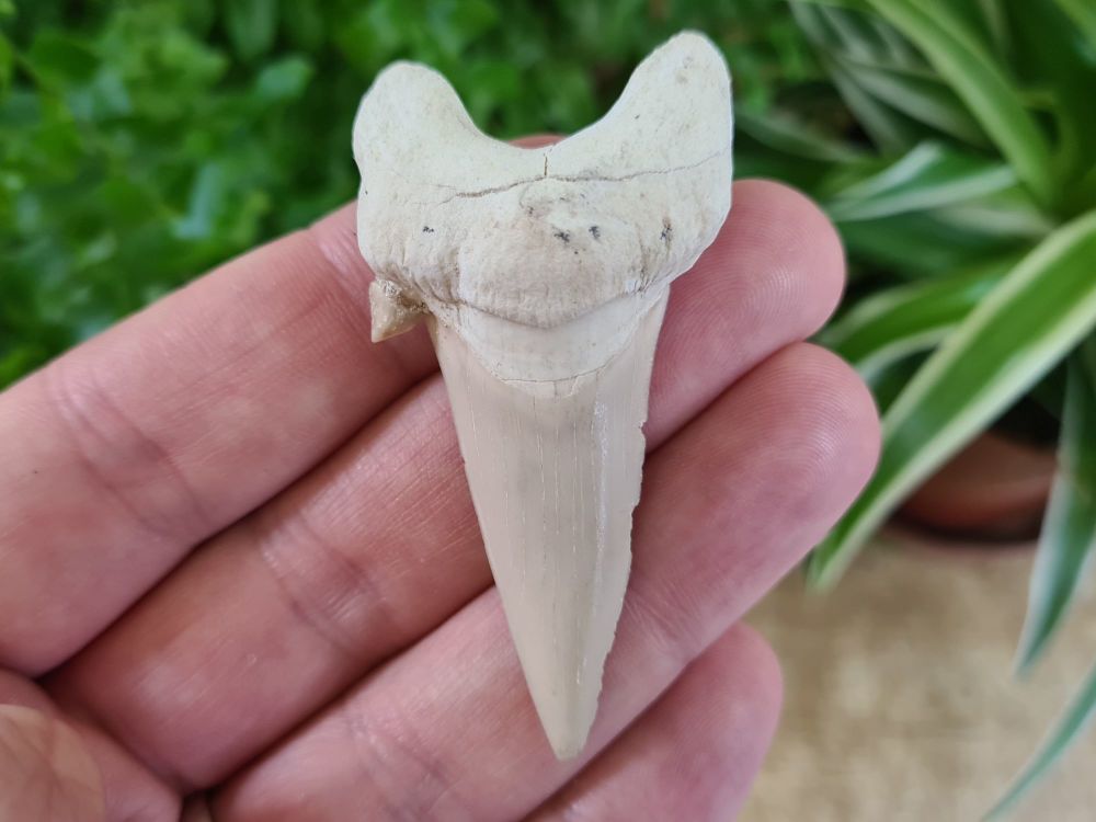 Otodus obliquus Shark Tooth (2.55 inch) #08