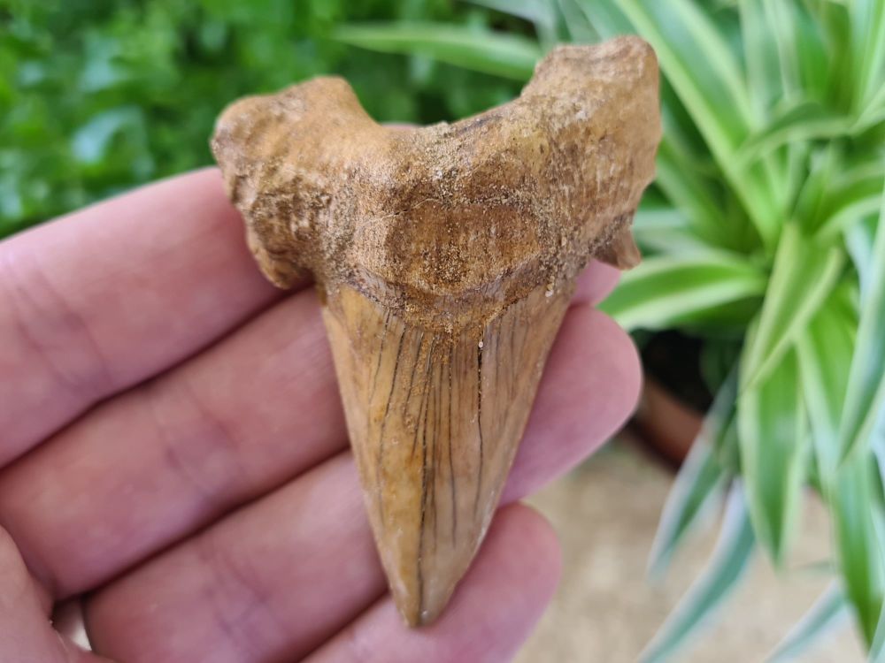 Otodus obliquus Shark Tooth (2.95 inch) #10