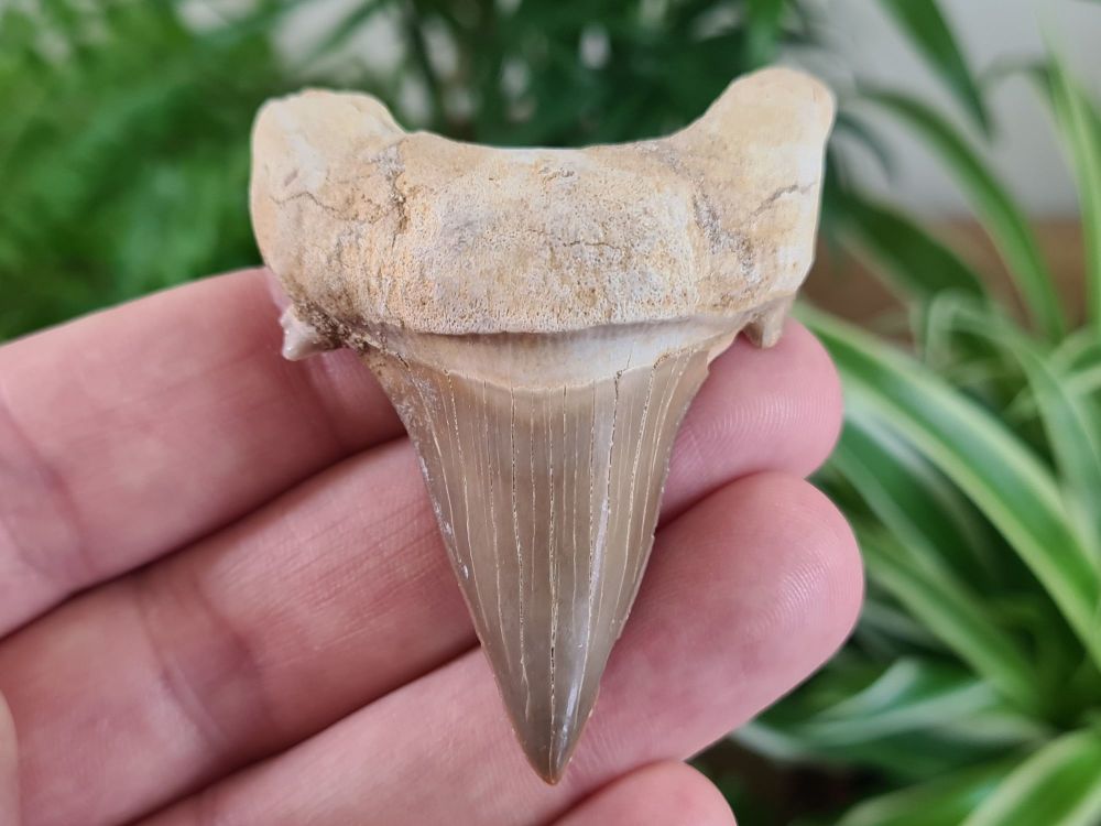 Otodus obliquus Shark Tooth (2.63 inch) #13