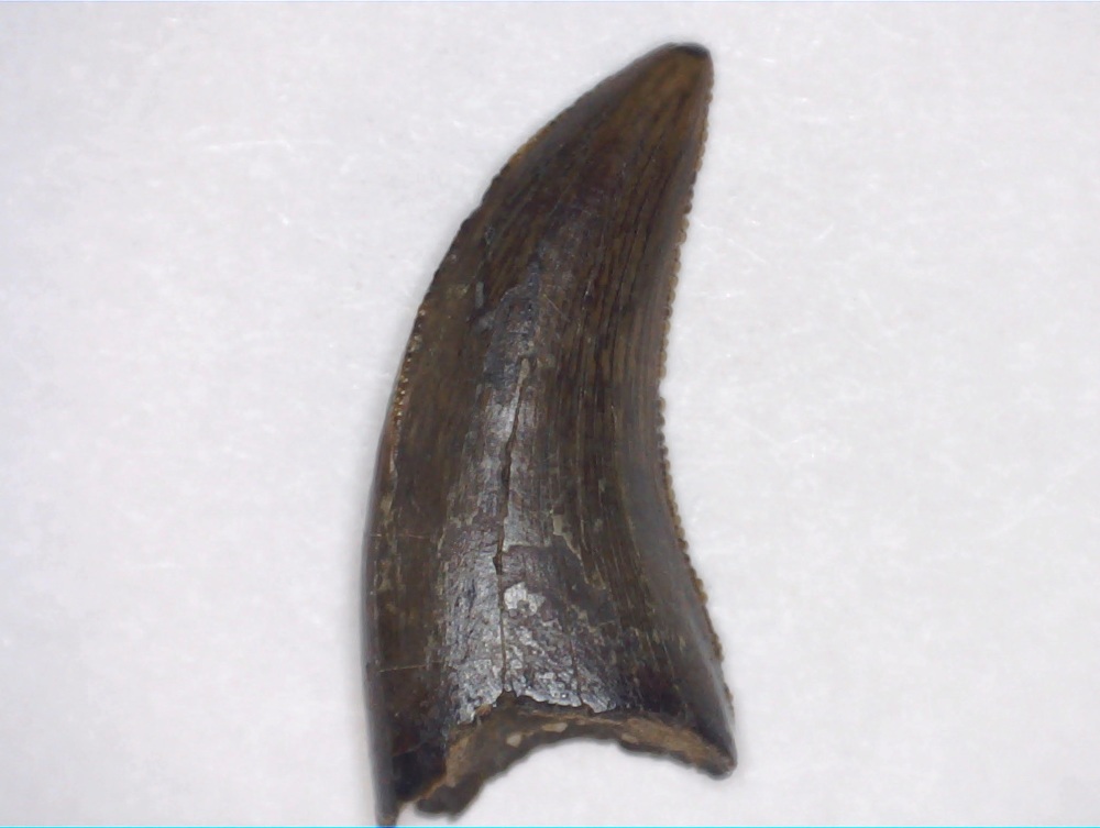 RARE Dromaeosaurus albertensis Tooth (Judith River Fm.)