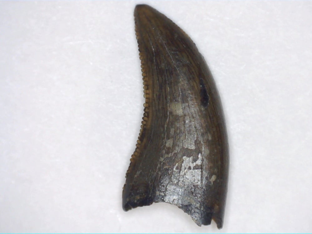 RARE Dromaeosaurus albertensis Tooth (Judith River Fm.)