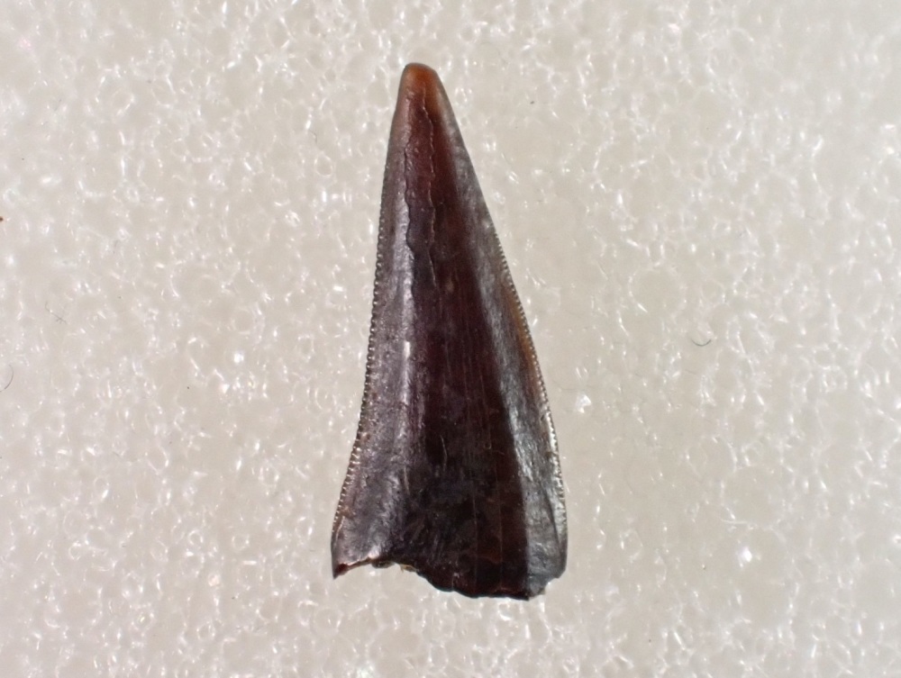 Richardoestesia Tooth (Lance Fm.) #01