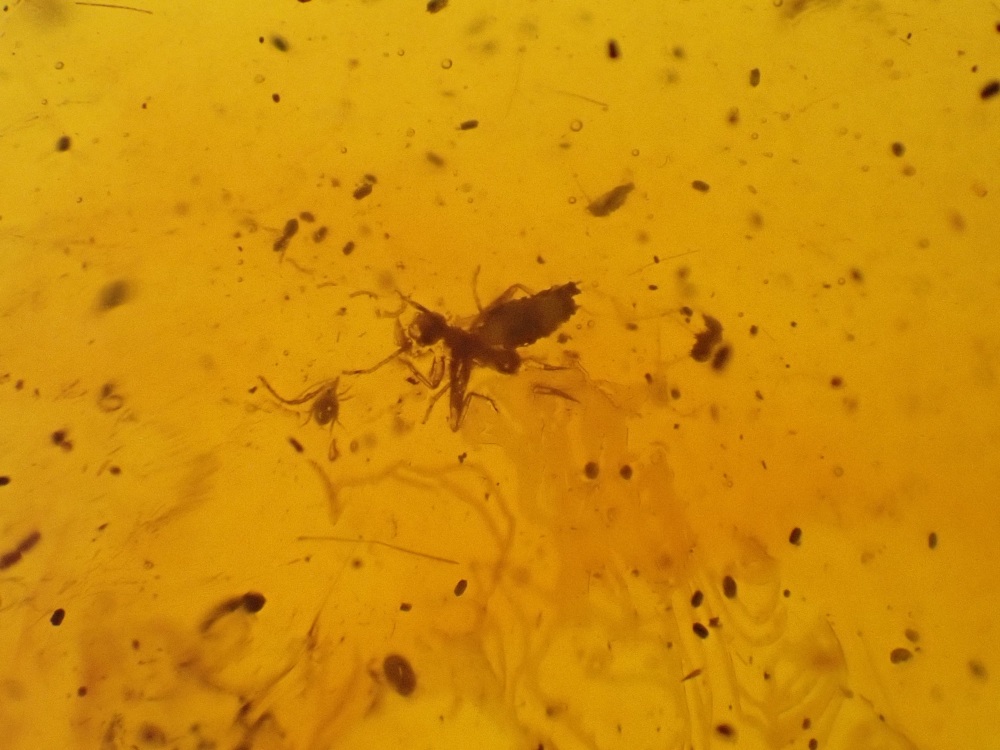 Dominican Amber Inclusion #07 (Lots of tiny insects)