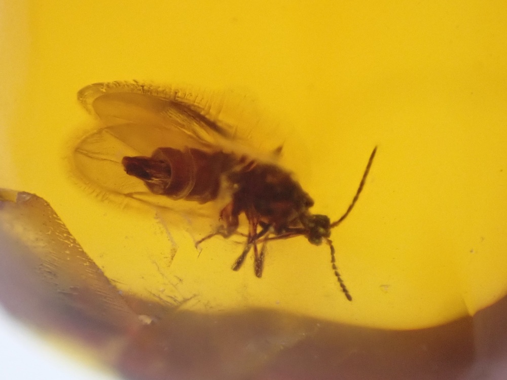 Dominican Amber Inclusion #12 (Winged Insect)