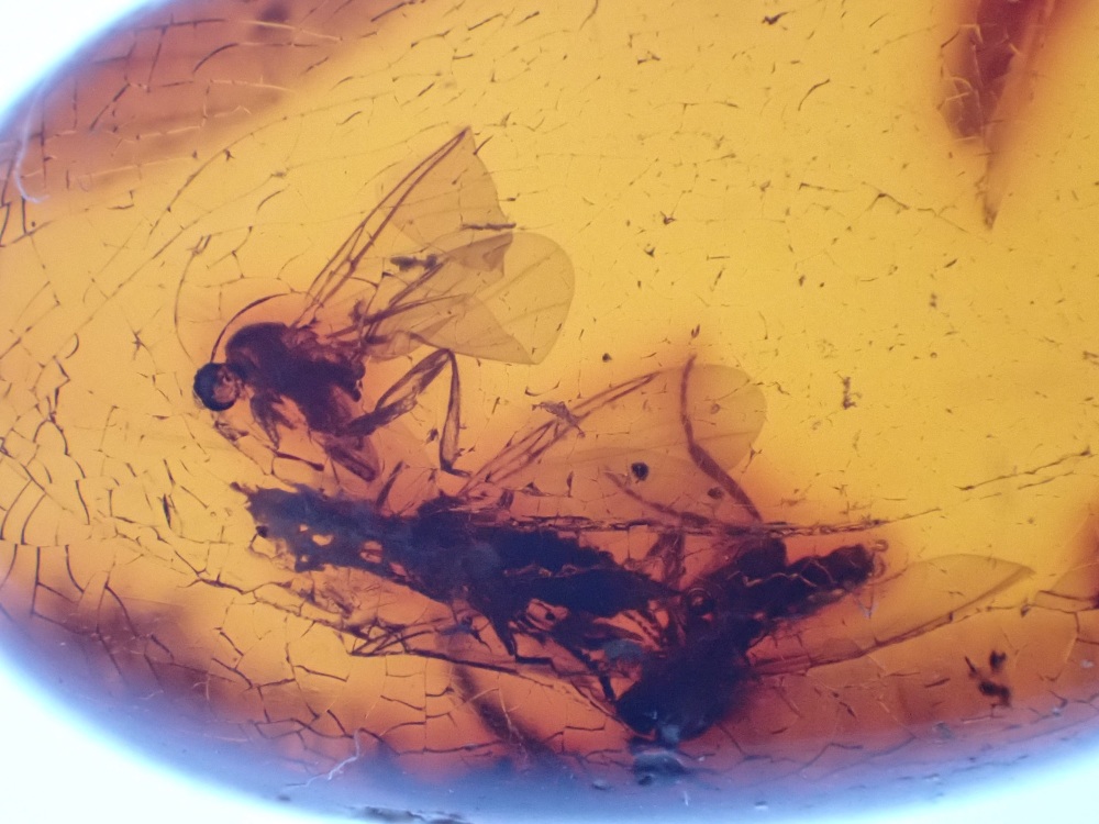 Dominican Amber Inclusion #13 (Winged Insects)