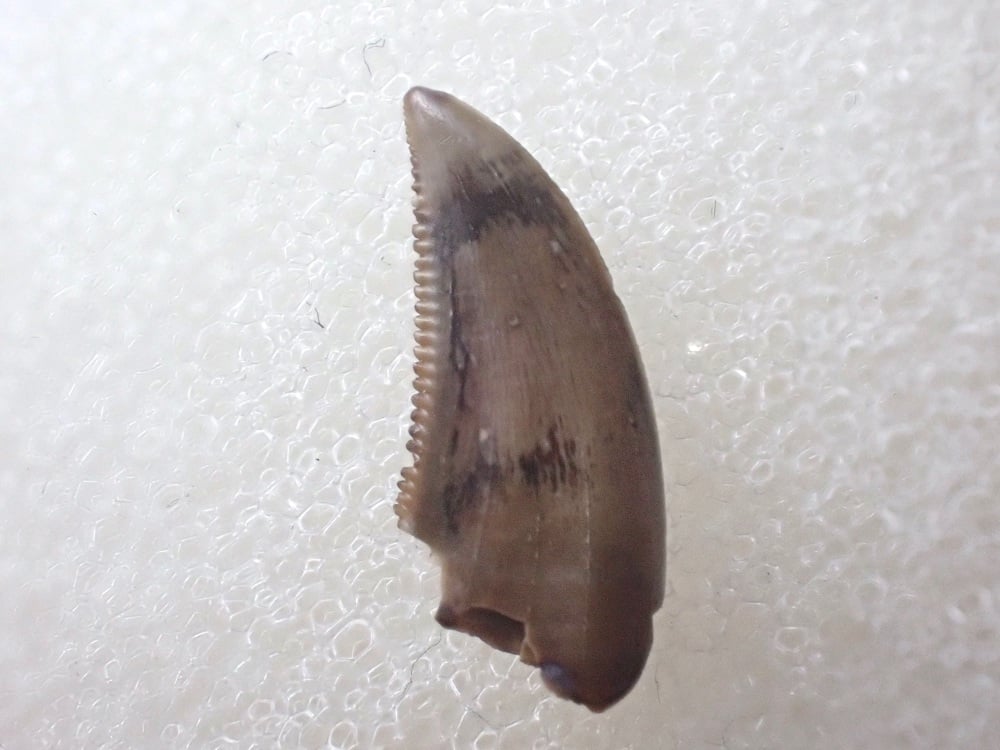 Saurornitholestes Dromaeosaur Tooth (Judith River Fm.) #08