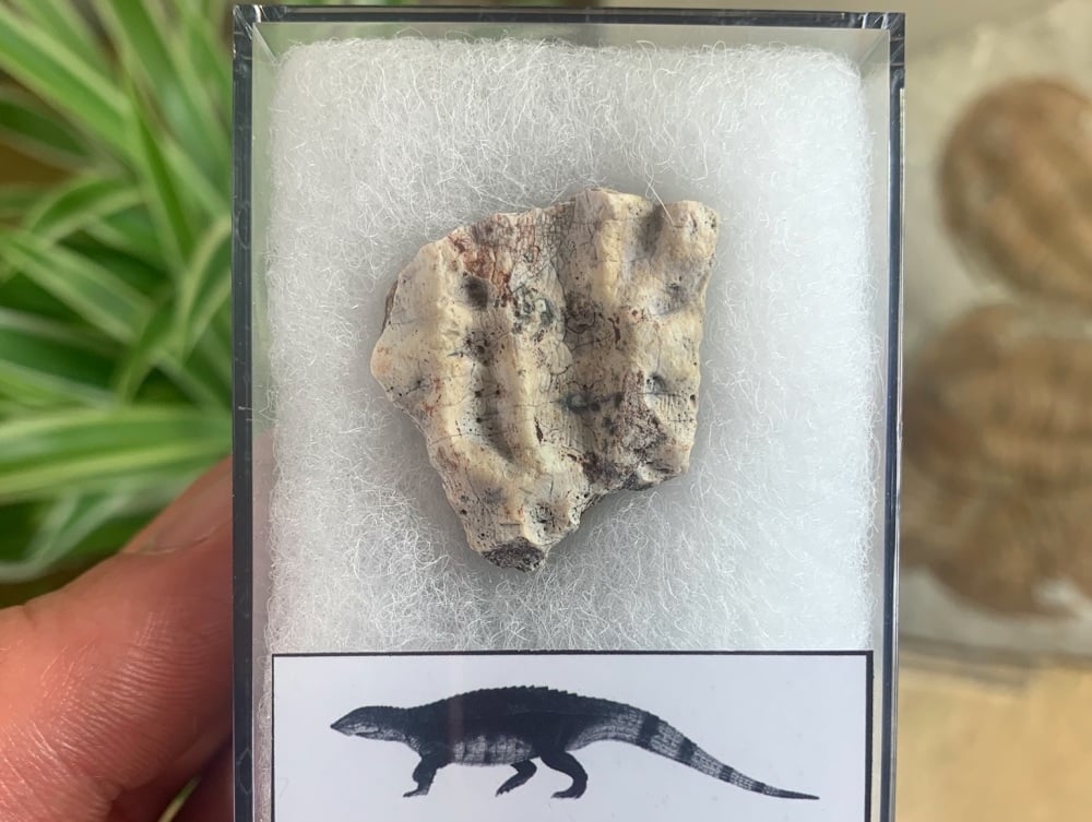 Aetosaur Osteoderm (Triassic Reptile) #02