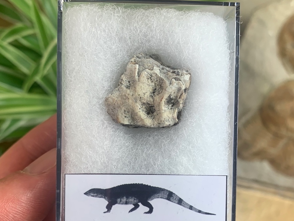 Aetosaur Osteoderm (Triassic Reptile) #09