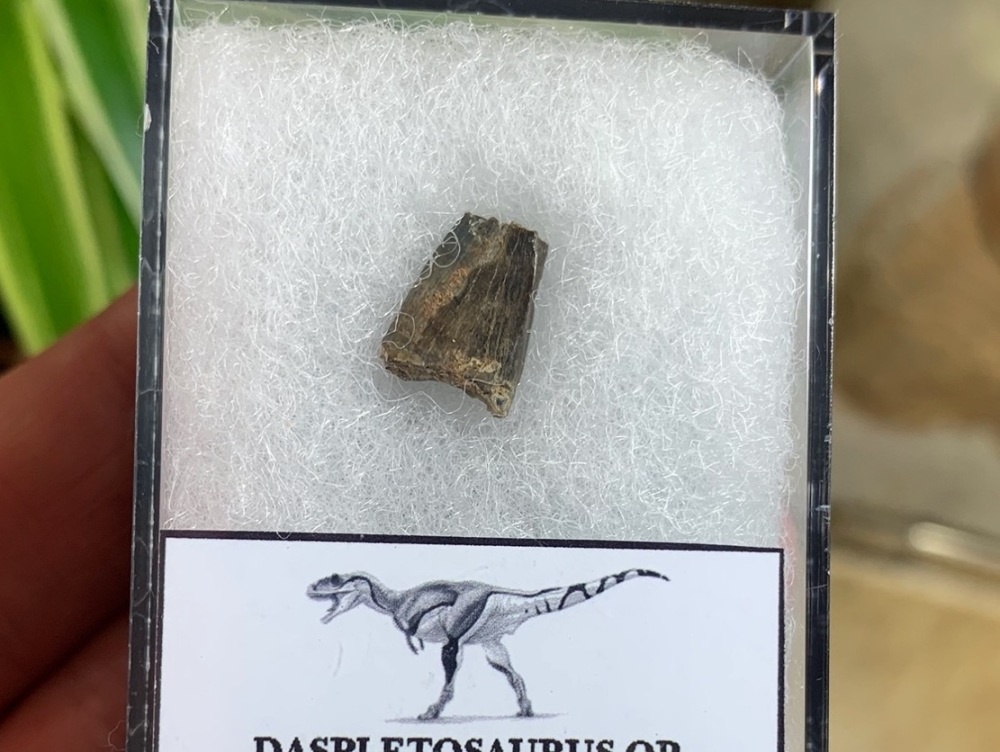 Partial Daspletosaurus/Gorgosaurus Tooth #06