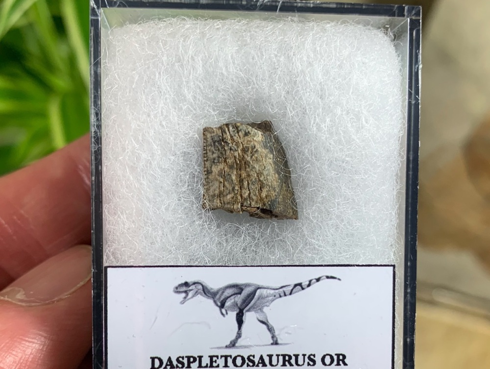 Partial Daspletosaurus/Gorgosaurus Tooth #07
