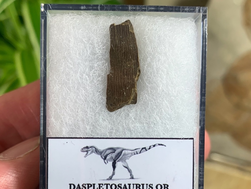 Partial Daspletosaurus/Gorgosaurus Tooth #08