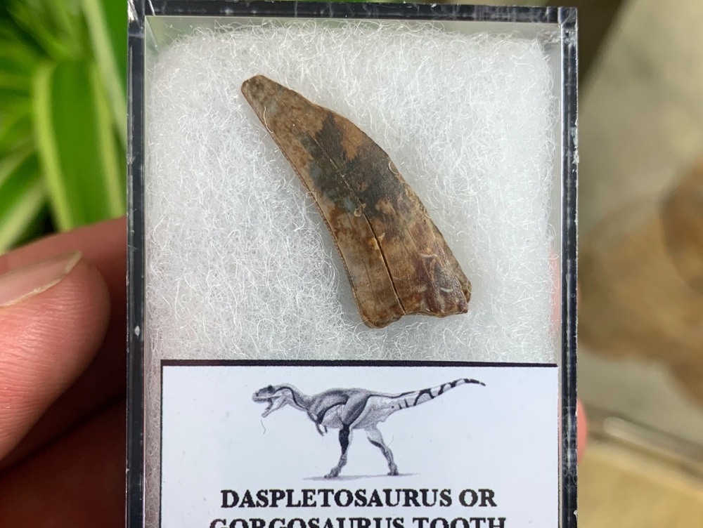 Partial Daspletosaurus/Gorgosaurus Tooth #09