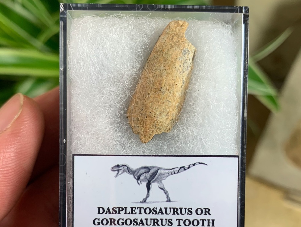 Partial Daspletosaurus/Gorgosaurus Tooth #11