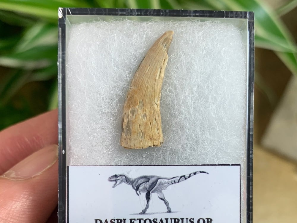 Worn Daspletosaurus/Gorgosaurus Tooth #12