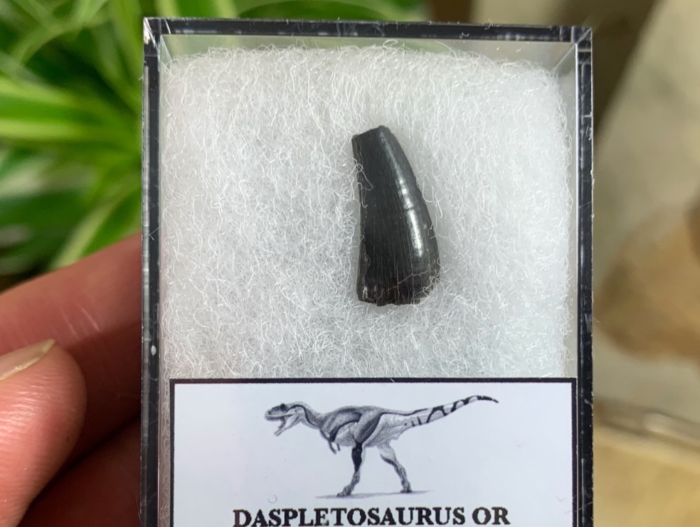 Partial Daspletosaurus/Gorgosaurus Tooth #13