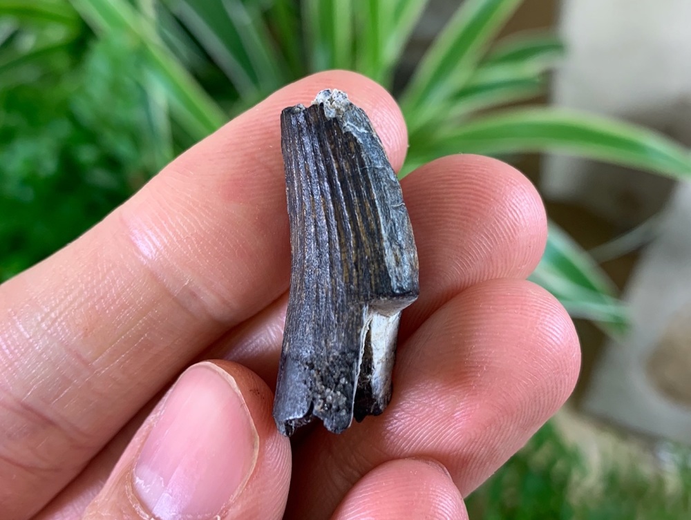 Suchomimus Tooth (Niger) #01