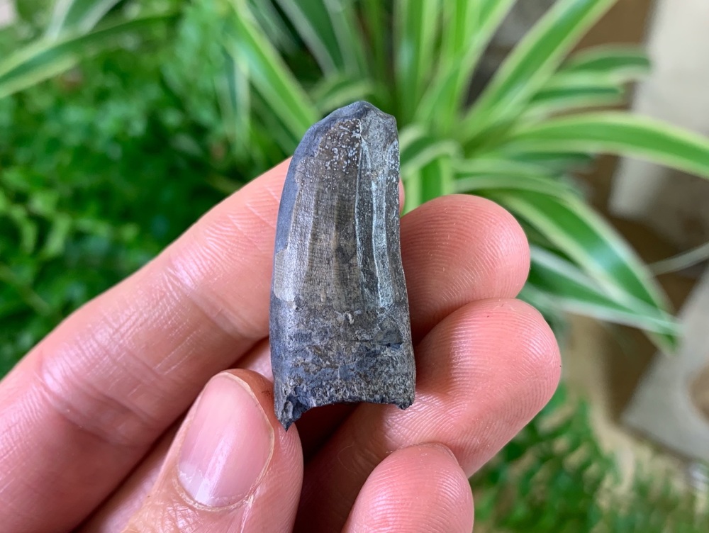 Suchomimus Tooth (Niger) #03
