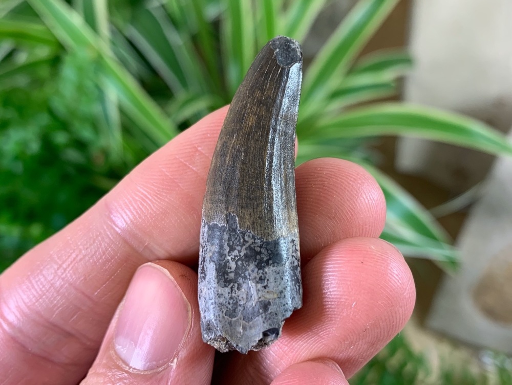 QUALITY Suchomimus Tooth (Niger) #05
