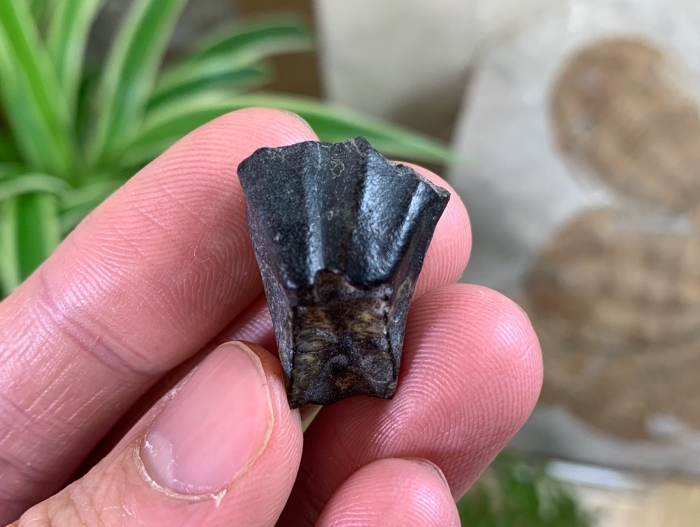 RARE Iguanodontid or Basal Hadrosaurid Tooth (Niger) #01