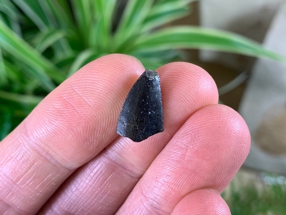 Kryptops, Abelisaurid Dinosaur Tooth (Niger) #01