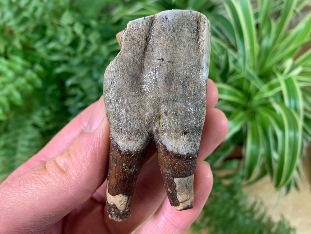 Woolly Rhino Tooth, Russia #11
