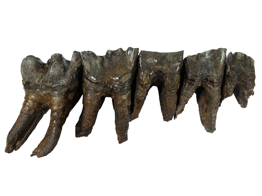 Associated Set of Woolly Rhino Teeth (Russia)