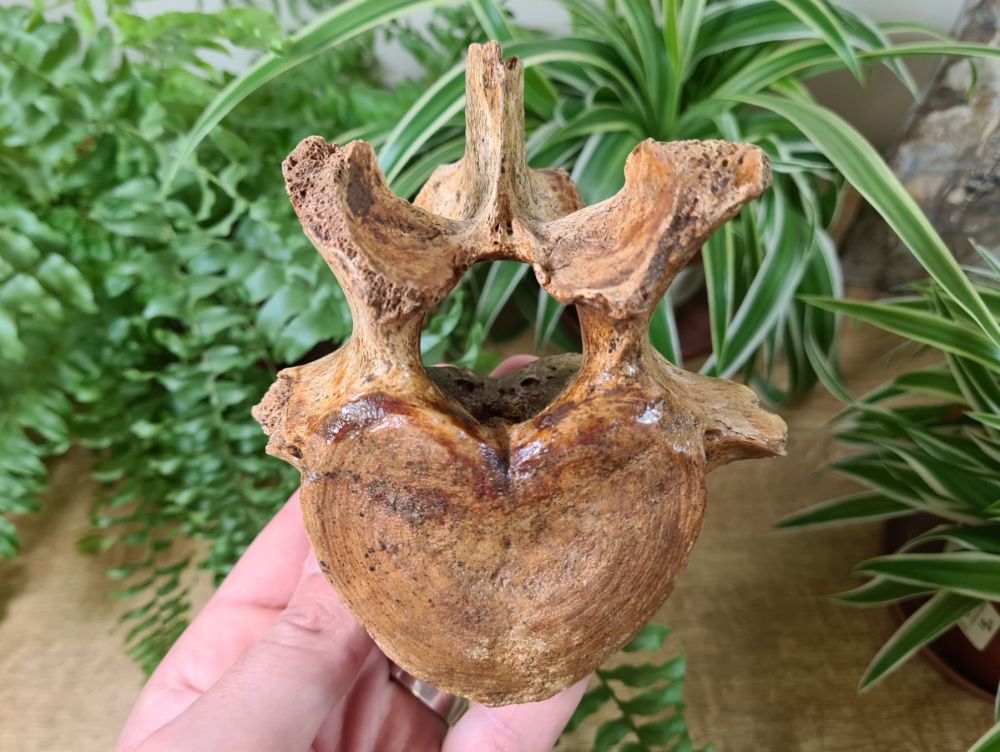Cave Bear Lumbar Vertebra, Romania #05
