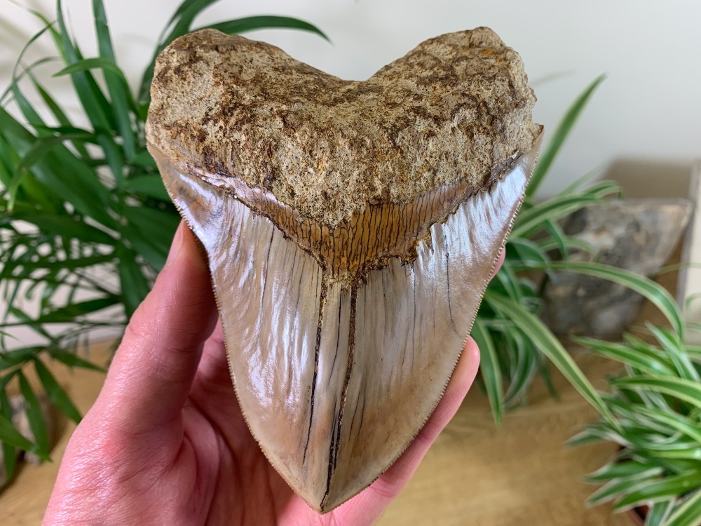 Megalodon Tooth, Indonesia - 5.25 inch #03