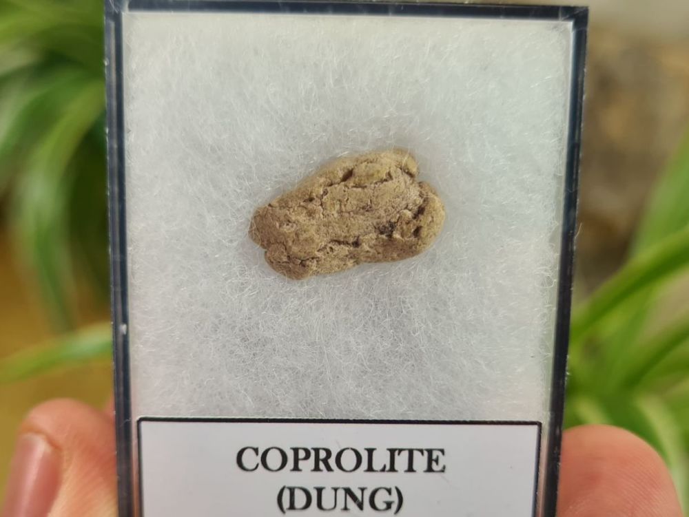 COPROLITE (DUNG), BULL CANYON FM. #1