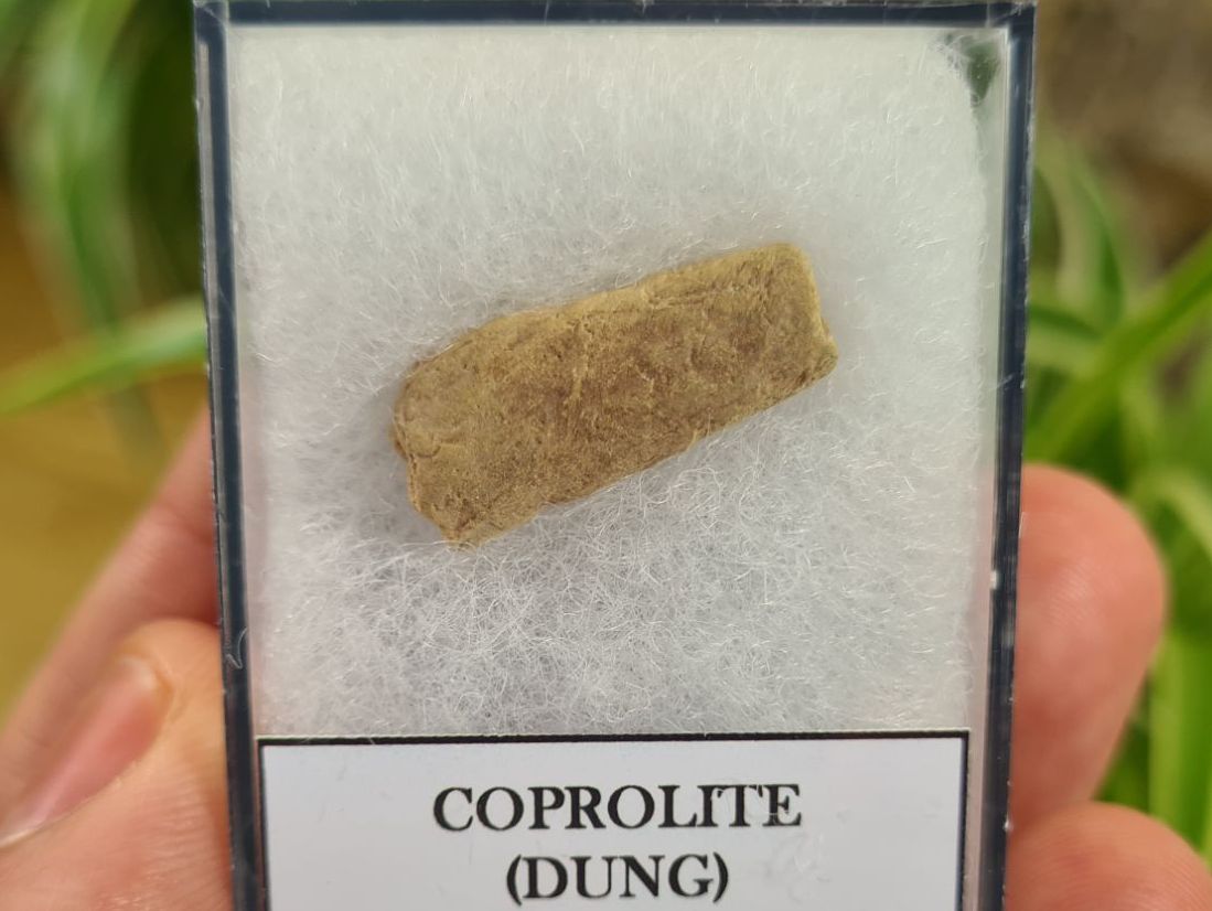 COPROLITE (DUNG), BULL CANYON FM. #6