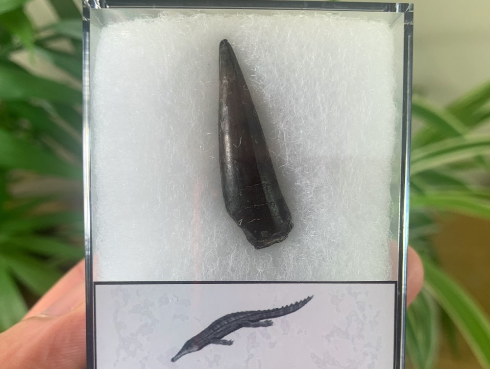 Stolokrosuchus Crocodile Tooth (Niger) #03